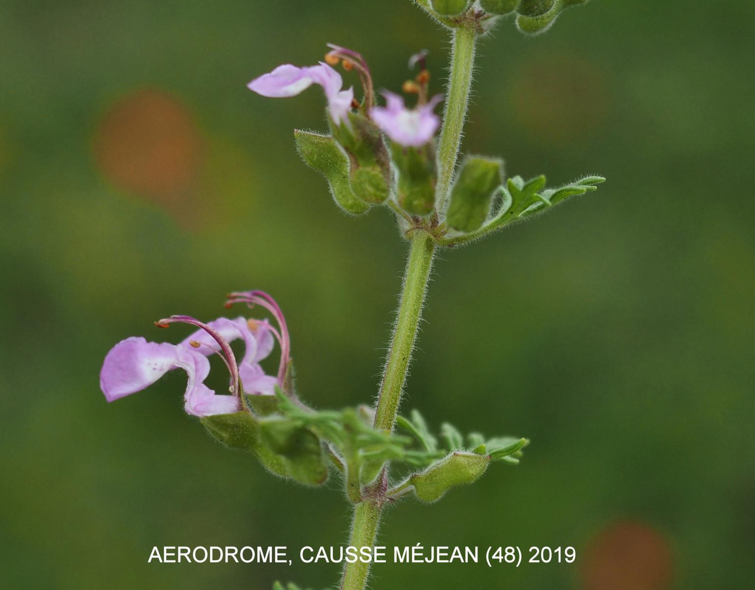 Germander, Cut-leaved